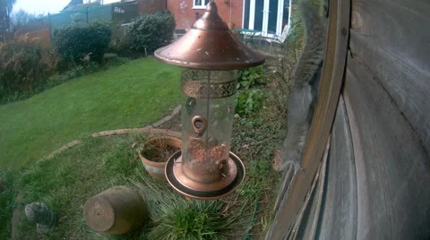 Grey Squirrel on nut feeder Stock Footage 58252622