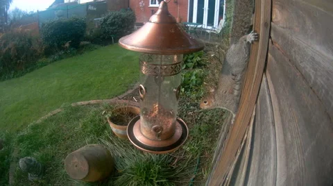 Grey Squirrel on nut feeder Stock Footage 58252726