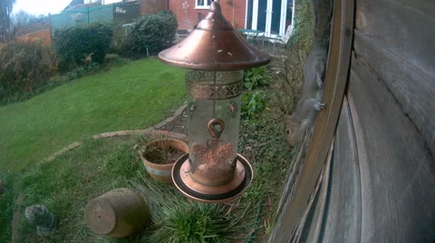 Grey Squirrel on nut feeder Stock Footage 58253951