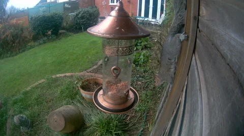 Grey Squirrel on nut feeder Stock Footage 58254202