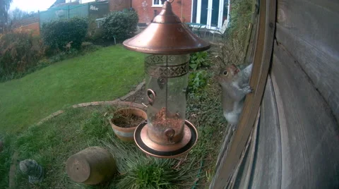 Grey Squirrel on nut feeder Stock Footage 58262005