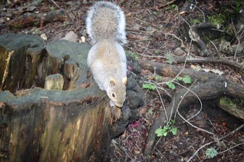 Grey squirrel on old tree stump Stock Photos