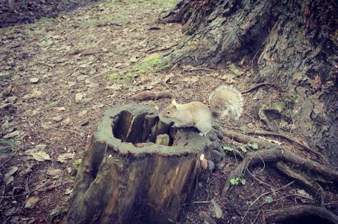 Grey squirrel on old tree stump Stock Photos