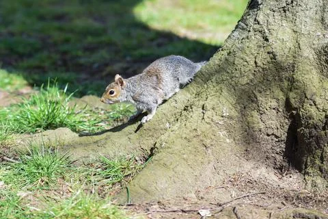 Grey Squirrel or Sciurus carolinensis in close up outdoors at a park Stock Photos
