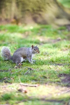 Grey Squirrel or Sciurus carolinensis in close up outdoors at a park Stock Photos