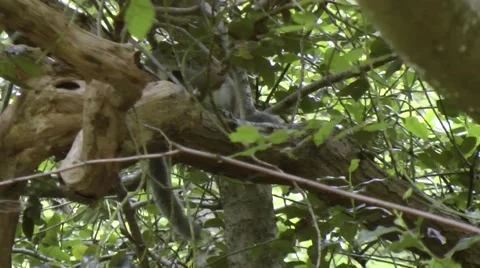 Grey Squirrel Pair mating in a beech tree Stock Footage 41423195