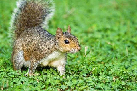 Grey squirrel on park Stock Photos