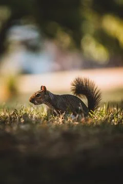 Grey Squirrel in the park Stock-Fotos