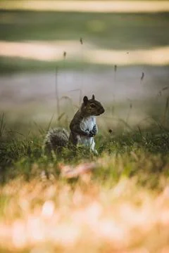 Grey Squirrel in the park Stock-Fotos