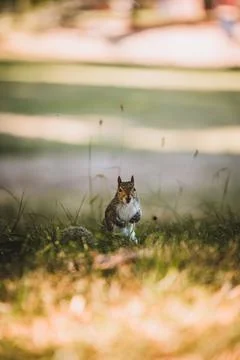 Grey Squirrel in the park Stock-Fotos