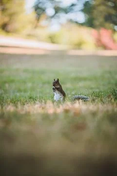 Grey Squirrel in the park Stock-Fotos