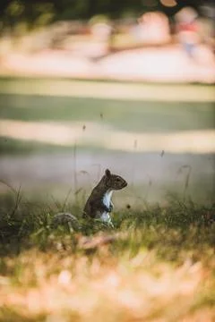 Grey Squirrel in the park Stock-Fotos