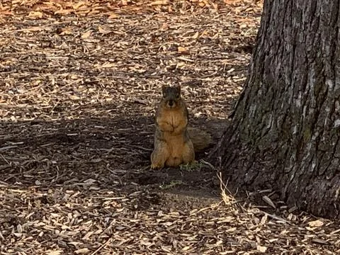 Grey Squirrel in the park Stock Photos