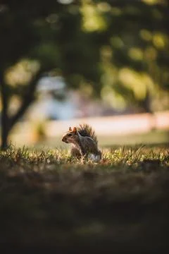 Grey squirrel in the park Stock Photos