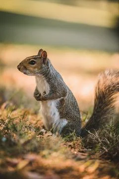 Grey squirrel in the park Stock Photos