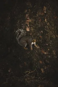 Grey squirrel in the park Stock Photos