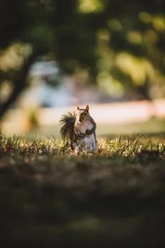 Grey squirrel in the park Stock Photos