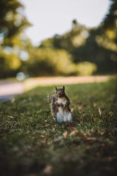 Grey squirrel in the park Stock Photos