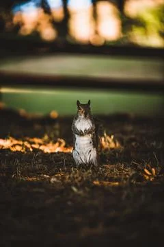 Grey squirrel in the park Stock Photos
