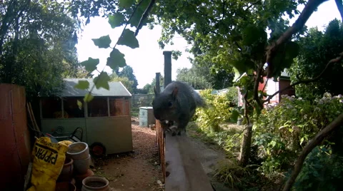 Grey Squirrel past camera Video stock 68019841