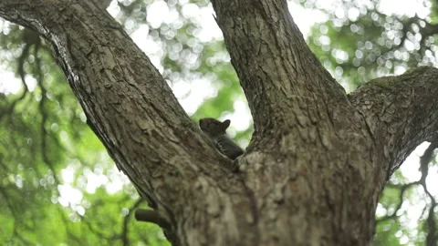 Grey Squirrel Peeking Head Out From Tree, Slow Motion Video stock 196712361