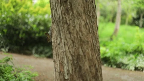 Grey squirrel peeking head round tree - Slow motion Video stock 196712370