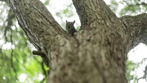 Grey squirrel peeking head from top of tree, Slow Motion Video stock 196712375