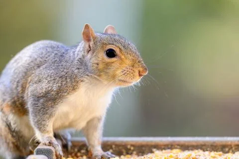 Grey squirrel perched atop a bird feeder in front of a residential house Stock Photos
