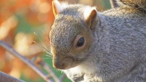 Grey Squirrel perched in the Branches of Tree. Stock Photos