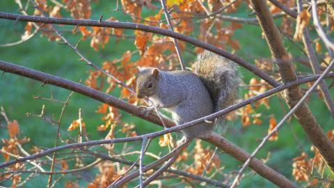 Grey Squirrel perched in the Branches of Tree. Stock Photos