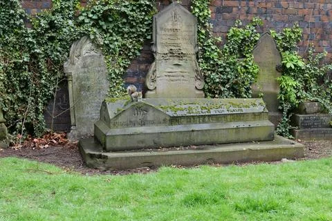 Grey squirrel perched on a grave. Stock Photos
