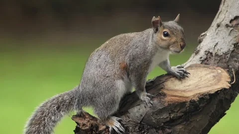 Grey Squirrel Perched On Tree Branch In Garden Then Climbs Away Slow Motion Stock Footage 327394269