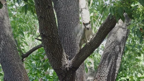 Grey squirrel perched on tree branch among green leaves Stock Footage 342191179
