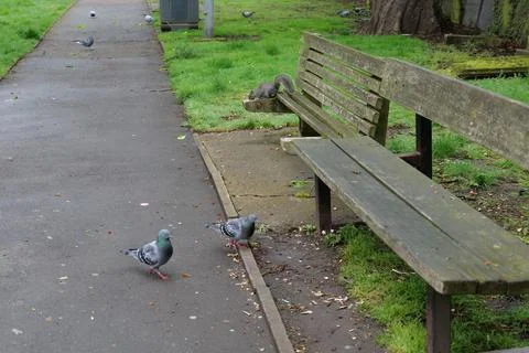 Grey squirrel perches on a bench surrounded by pigeons Stock Photos