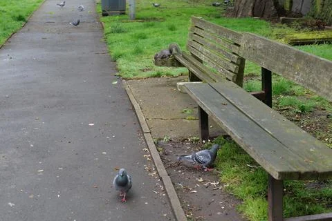 A grey squirrel perches on a bench surrounded by pigeons Stock Photos