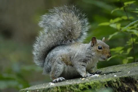 Grey Squirrel Stock Photos