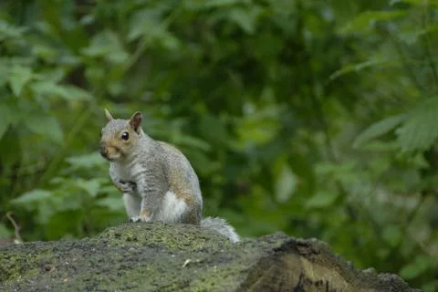Grey Squirrel Stock Photos