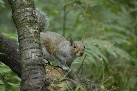 Grey Squirrel Stock Photos