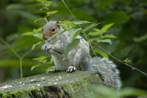Grey Squirrel Stock Photos