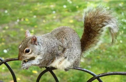 Grey squirrel Stock Photos