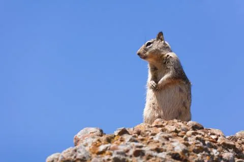 Grey squirrel Stock Photos