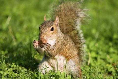 Grey squirrel Stock-Fotos