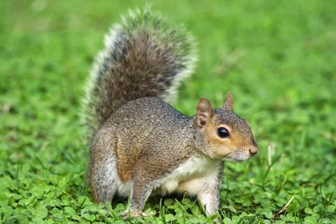 Grey squirrel Stock Photos
