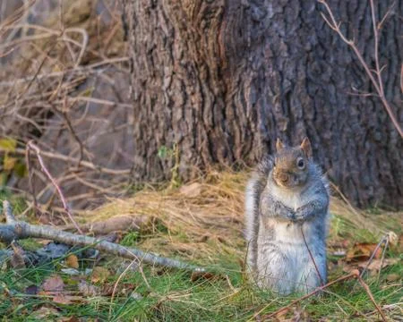 Grey squirrel Stock Photos
