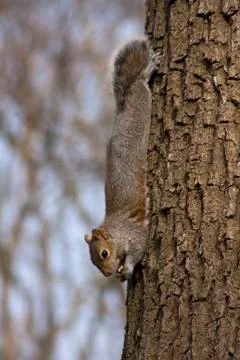 Grey Squirrel Foto stock