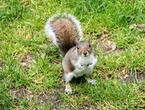 Grey Squirrel Stock Photos