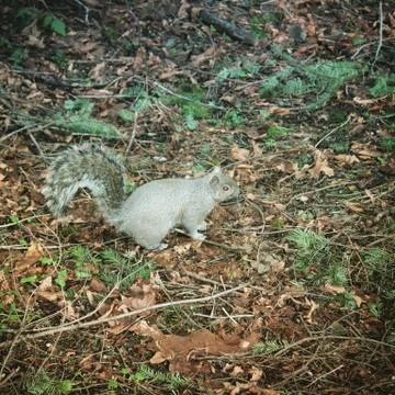 Grey squirrel Fotos Stock