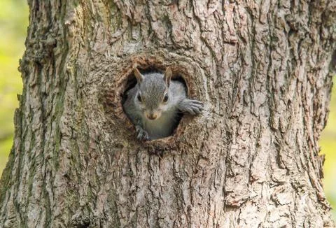 Grey Squirrel Stock Photos