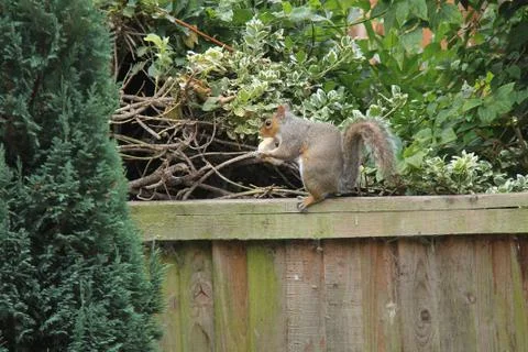 Grey Squirrel. Stock Photos