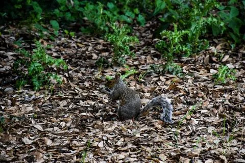 A grey Squirrel Stock Photos
